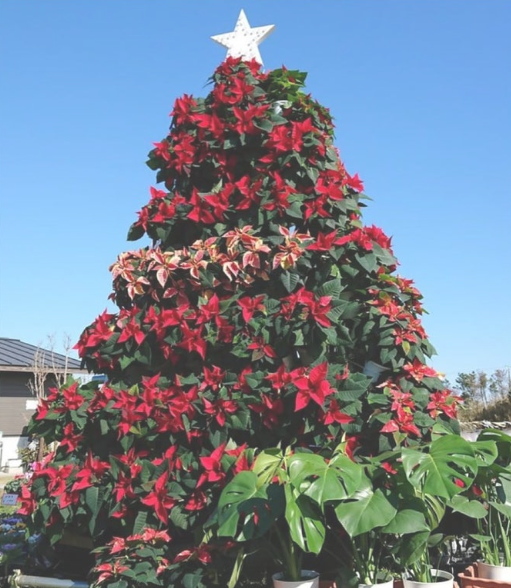 【11月30日(日)】渚のファーマーズマーケットに出店します🎄