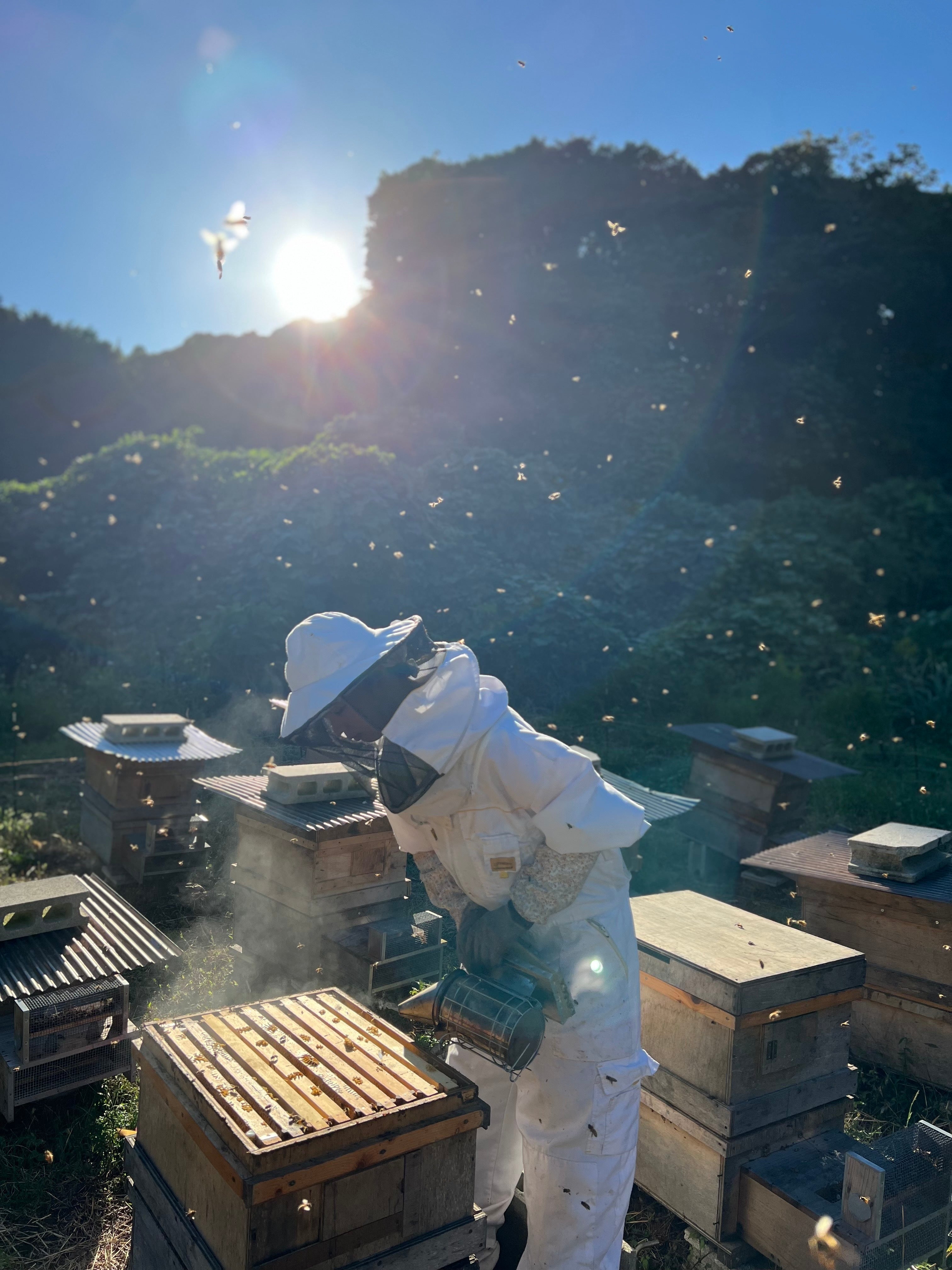 八八はちみつ - 国産天然はちみつ専門店｜千葉県産純粋蜂蜜通販 – 国産